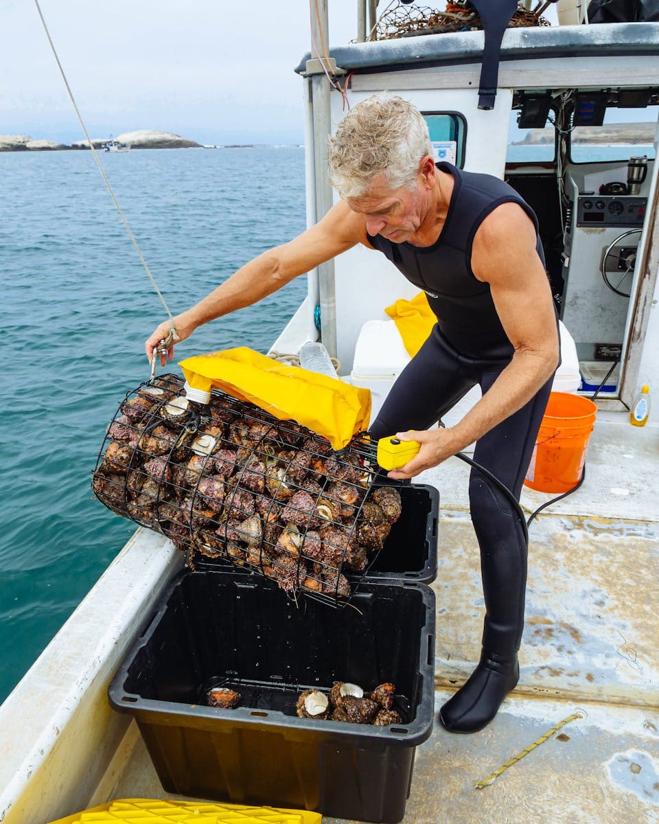 A Cape Cod shellfisher surveying damaged waters
